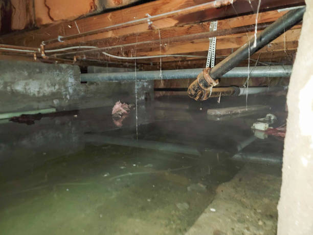 Best Water damage cleanup near me  in Mohnton, PA
